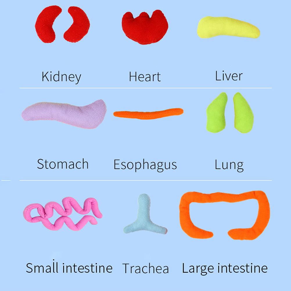 Human Body Anatomy Toy Human Body Organ Doll Model Anatomy Doll Preschool Educational Organ Plush