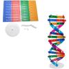 DNA Kit Self Double Helix Model kit Assembling DNA Display Stand Double Helix Model Human Genes Learning Toy Biological Teaching DNA Helix Model Aid