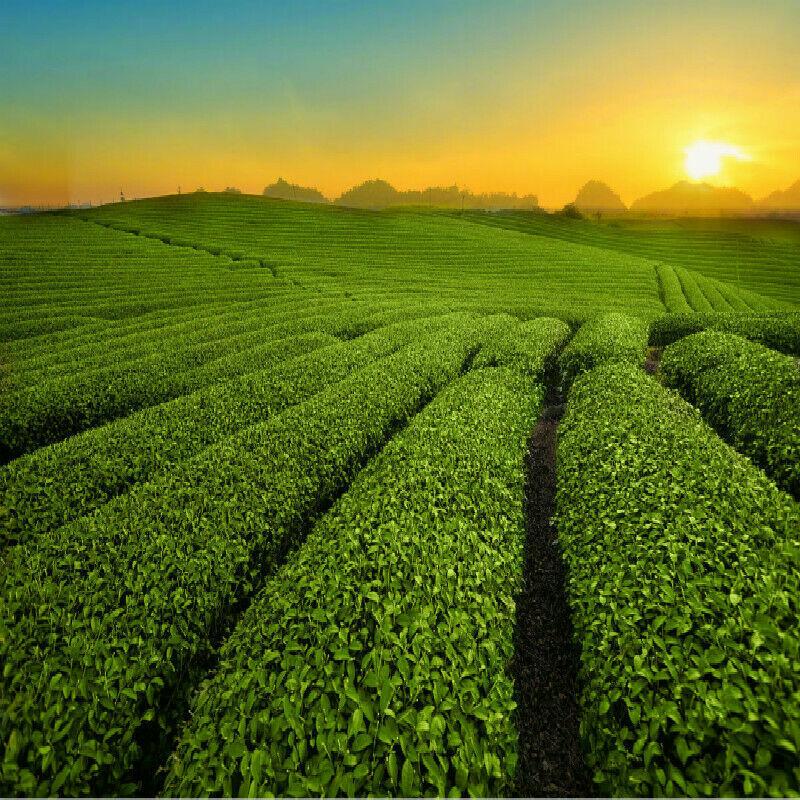 Fresh Biluochun Green Tea Organic Herbal Drink 250g Premium