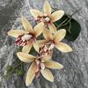 Eva Small 4head East Asian Orchid 3d Faux Flower For Wedding Home Decor And Photography Props