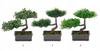 Artificial plant in a pot, bonsai tree, 23x15 cm