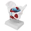 Pelvic Floor Anatomy Model Removable Colored Female Pelvis Model for Midwifery Teaching