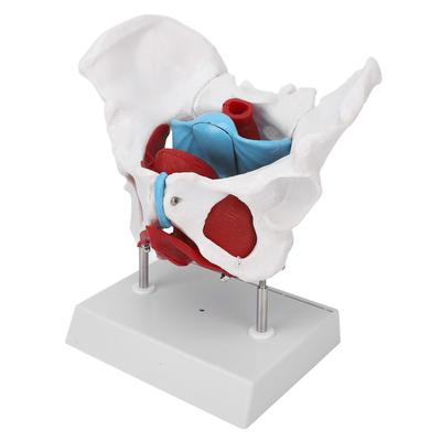 Pelvic Floor Anatomy Model Removable Colored Female Pelvis Model for Midwifery Teaching