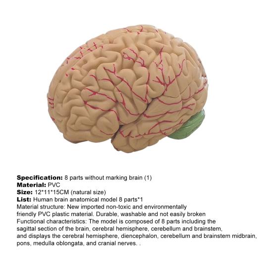 Menschliches Gehirnmodell Simulation 8-teilig PVC Lebensgroß Anatomie Lehrmittel für Klassenzimmer
