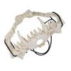 Skull Mask Latex Tiger Tooth Type Durable Waterproof Adjustable Scary Mask for Party Festival