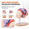 Human Brain Model Anatomy, 2X Life-Size 4-Part Human Brain Anatomical Model with Labels & Display Base, Color-Coded Detachable Brain Model for Science
