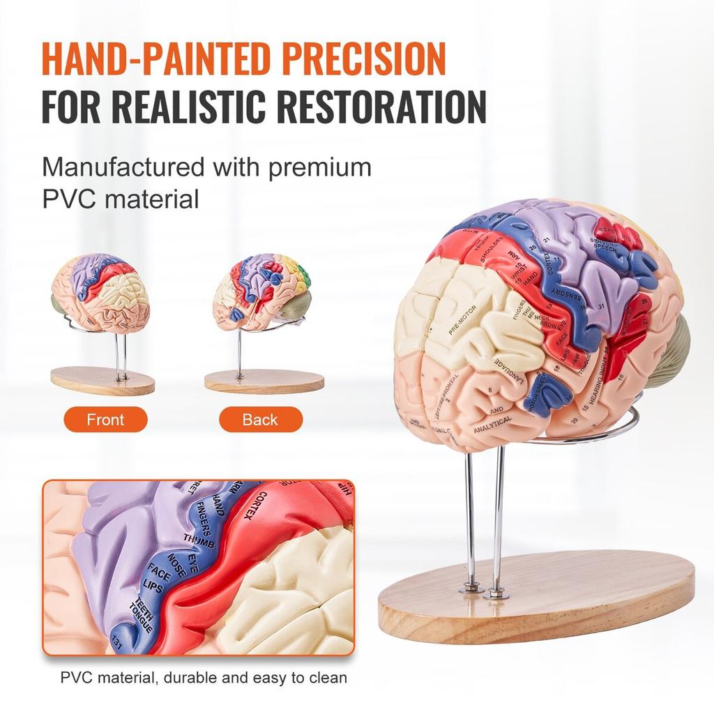 Human Brain Model Anatomy, 2X Life-Size 4-Part Human Brain Anatomical Model with Labels & Display Base, Color-Coded Detachable Brain Model for Science