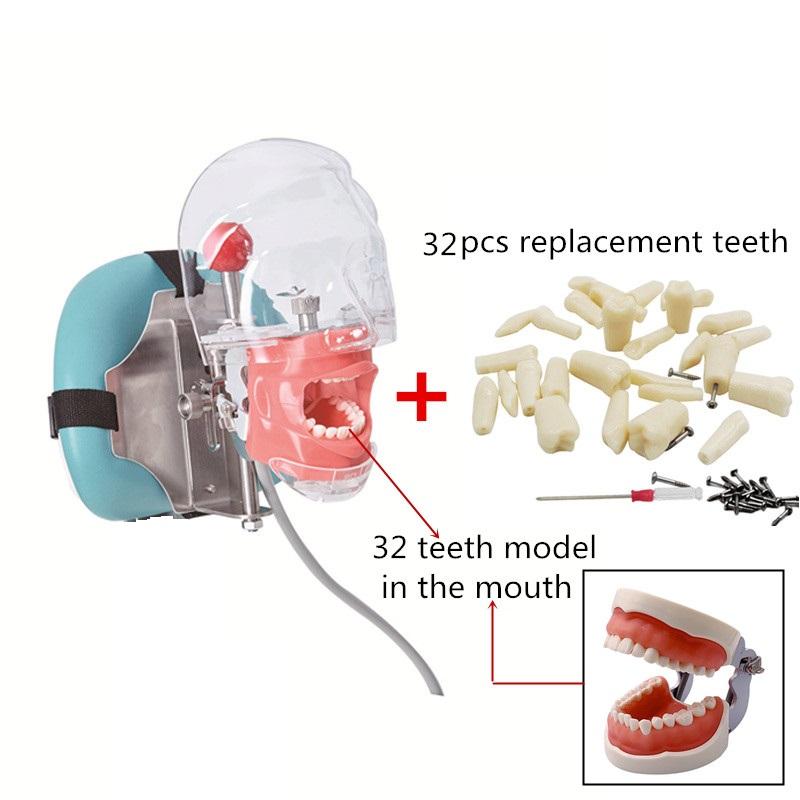 Typodont Dental Simulator Simple Head Model