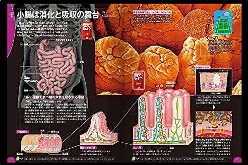 [DVD Included] Human Body (Gakken's Illustrated Book LIVE) Illustrated Book for Ages 3 To Elementary School Students
