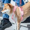 Handige hondenslingers Alle maten Honden Voor- en Achterpootondersteuning Tilharnas voor Gewonde Oude Hond Gehandicapte Huisdierbenodigdheid