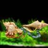 Natural Look Shrimp Hiding House Conch Shape Fish Tank Ornaments Small Fish Tank