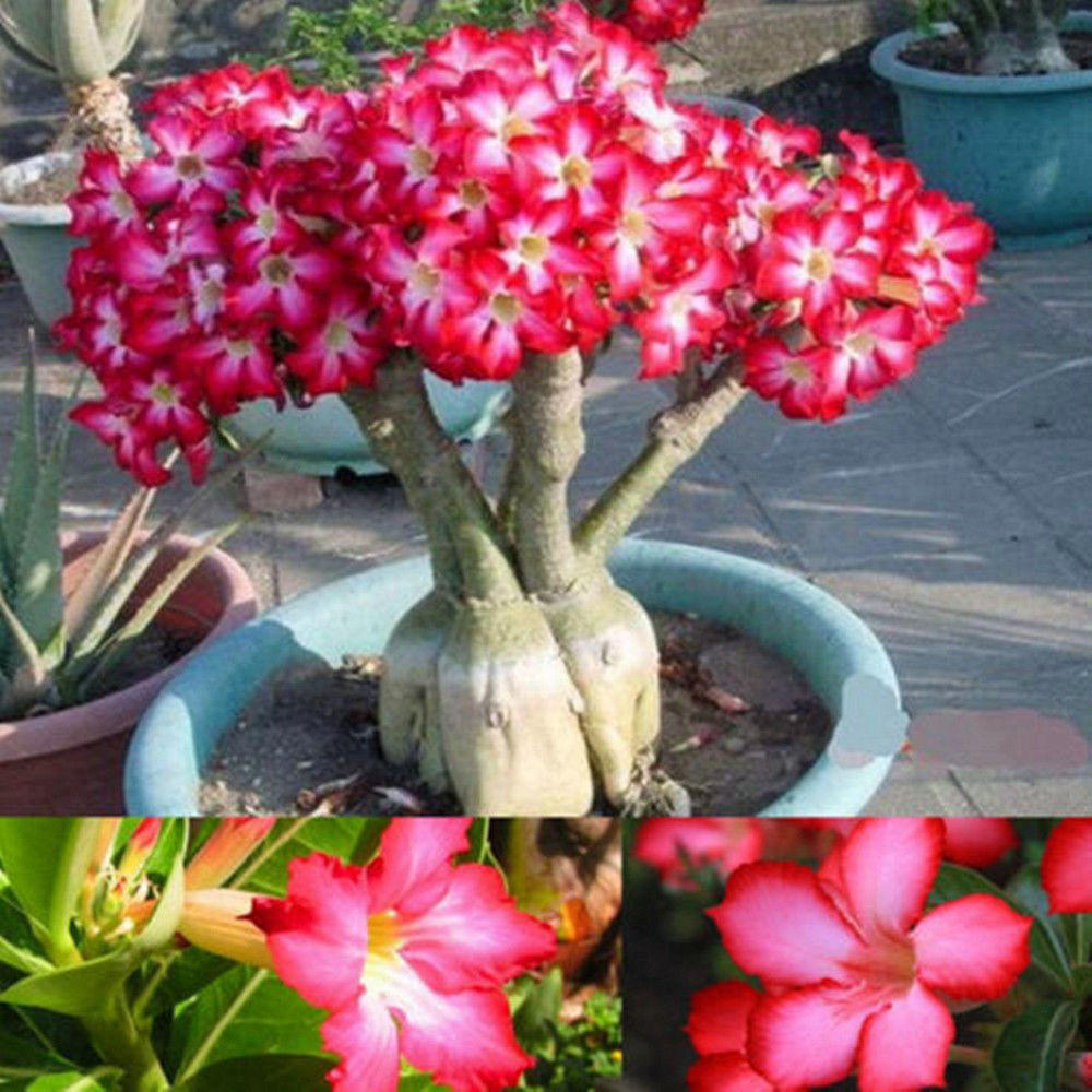 Bulbo Rosa Del Deserto - Adenium Obesum - Pianta Grassa Da Giardino O Bonsai - Foto 7