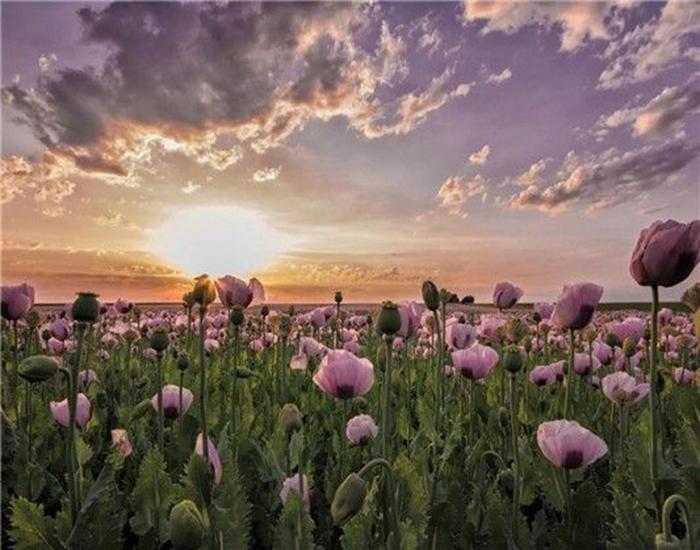 RUOPOTY Digital Painting Flower Sea Hand-Painted Wall Art Painting Unique Gifts On Canvas Sunset Pictures Home Decoration