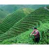 250g Da Hong Pao Oolong Tea Big Red Robe Weight Loss Black Tea