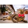 Cat Collar Breakaway with Bell and Removable Bow Tie Safety Buckle Velvet Adjustable 7-11 inches for Kitten Cats (Red)