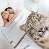 Snow Leopard #14 Throw Blanket christmas gifts Luxury Brand Decorative Sofa Luxury St Blankets