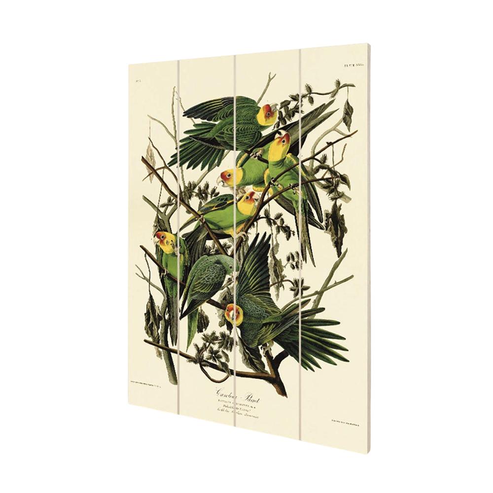 John James Audubon Wood Carolina Parrot Print