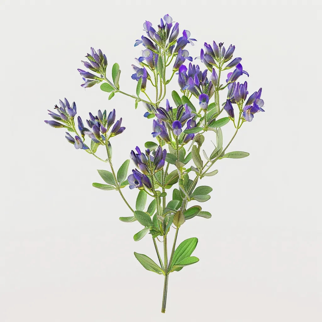 

1500 насіння люцерни (Medicago sativa) - Напівдика пермакультура