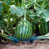 5pcs Durable Plastic Garden Tool Holders - Corrosion-Resistant Fruit Tray for Watermelon and Melon Support, No Electricity Needed