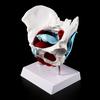 Female Pelvis Pelvic Floor Muscle Model Uterus Ovary Muscle Teaching Resources Educational Removable