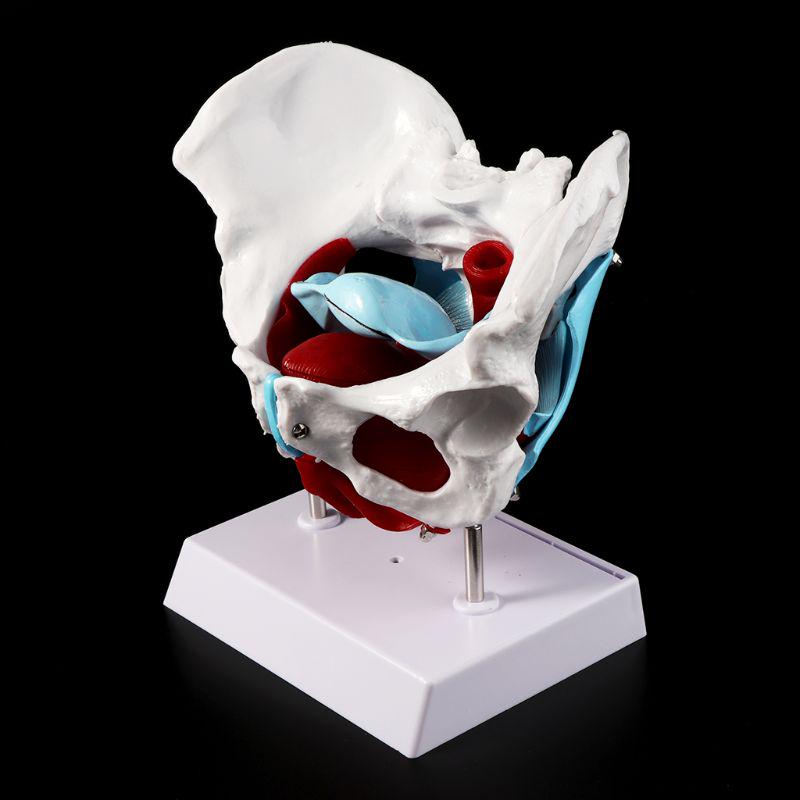 Female Pelvis Pelvic Floor Muscle Model Uterus Ovary Muscle Teaching Resources Educational Removable