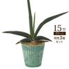 Richell Botany Stripe Pot 15 Type Set of 3 Green 003066