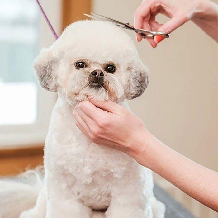 Ciseaux de toilettage - Beenle-icey - S1IV52Eo4022127171Zg0 - Acier inoxydable - Bout rond - Confortable