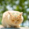 5 Stück Hunde-Haarspangen Haustier-Clips Kleine Dekorative Haar-Accessoires Pflege-Haarspangen Katzen Welpen Haustier-Pflege-Haarspangen