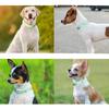 Adjustable Waterproof Dog Collar Elastic Webbing Safety Buckle Chain Fashion Pet Collar  Walking