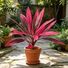 Vibrant Artificial Ferns Large Realistic Fern Dragon's Blood Tree Plants with Pink/Purple Leaves Outdoor Fake UV Resistant for Garden Patio