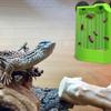 Reptilnapf Frosch Futter Napf Saugnapf Gecko Futterspender Für Becken Kletter Futterspender Becken Zubehör Für Schlangen Züchter Vogel Eidechse