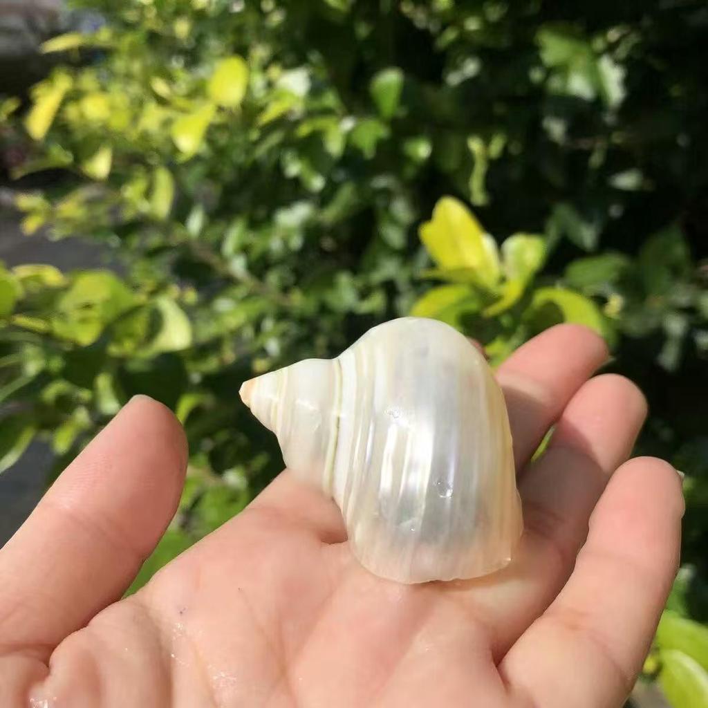 Natural Conch Seashells for Hermit Crabs - Free Shipping, Aquarium Decorations, Water Hardness Regulator