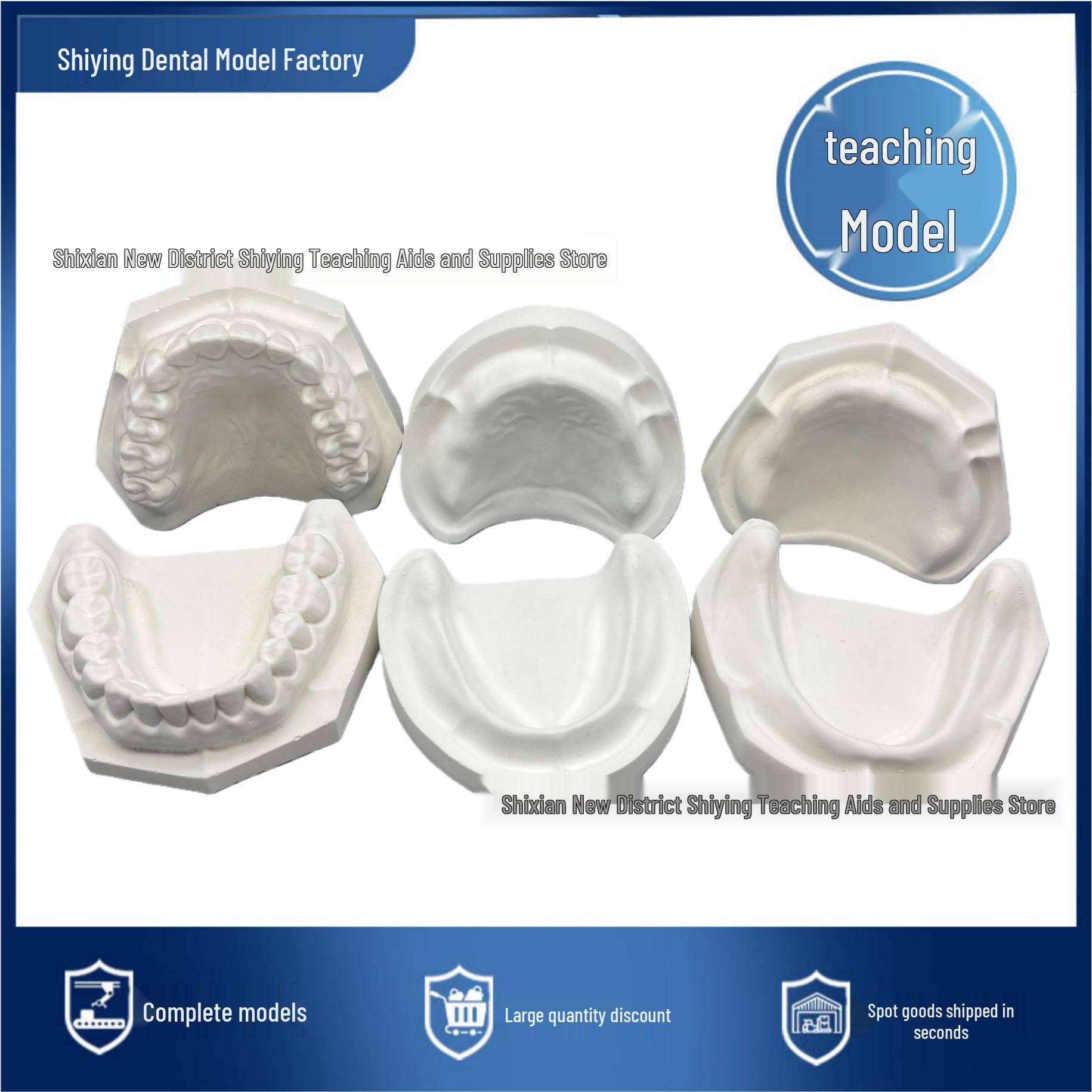 Standard Oral Dental Plaster Model for Student Practice - Full Mouth with 28 Teeth White Plaster Model with Teeth