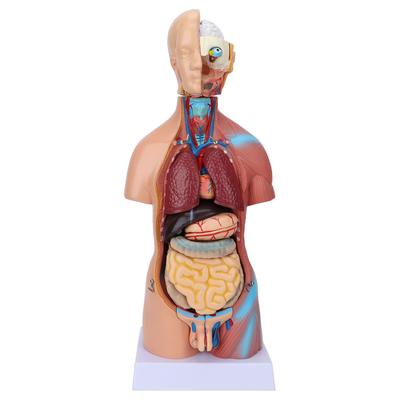 Human Torso Model Removable Educational Body Brain Anatomy Model for Teaching School Hospital 17.7in