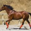 Horse Leg Protection from Flies Breathable Mesh Horse Fly Boots Set Equine Leggings for Reducing Stomping for Hoof for Horses