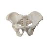 Portable Mini Pelvis Model: Human Sacrum, Hip, and Pelvic Bone Anatomy for Rehabilitation and Teaching