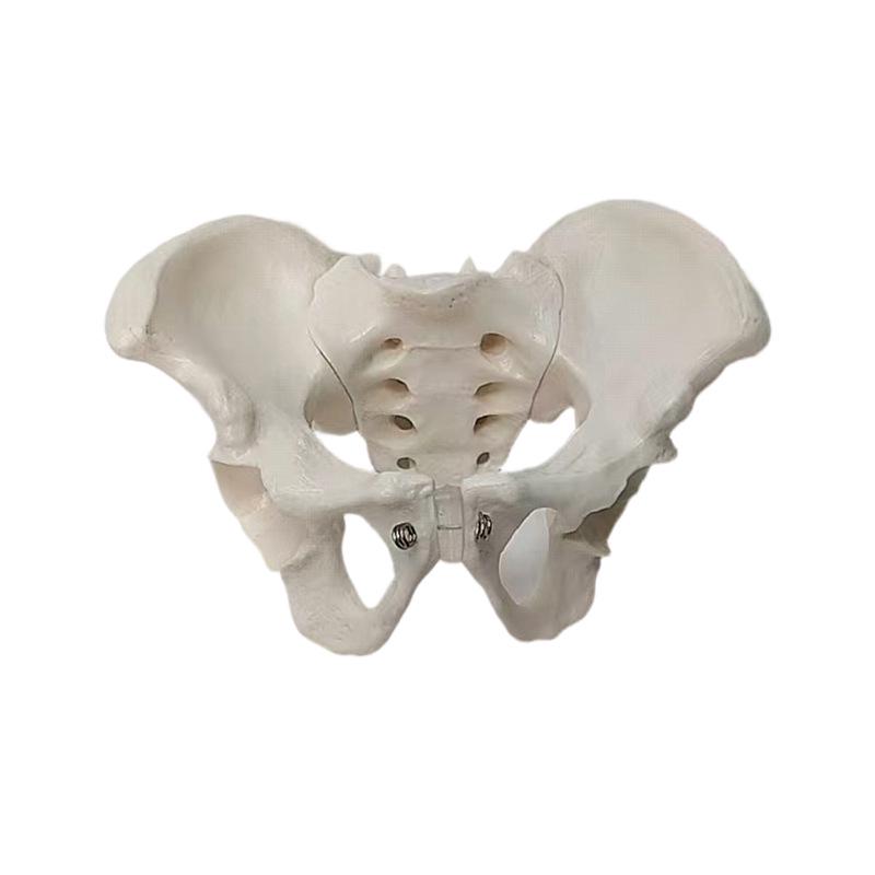 Portable Mini Pelvis Model: Human Sacrum, Hip, and Pelvic Bone Anatomy for Rehabilitation and Teaching
