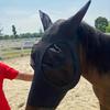 Reiterpferd-Gesichtsmaske - Mücken- und Insektenschutz Fliegennetz