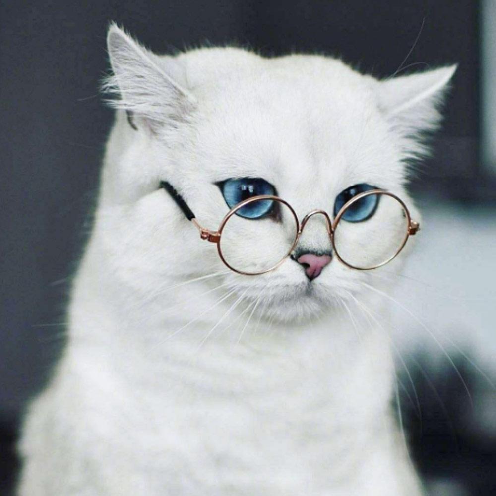 Photos Props Trend Toys For Little Dog Cat Cat Glasses Pet Sunglasses Eye-wear Reflection Glasses