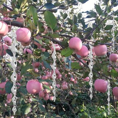 Bird Deterrent Rod 360 Degree Rotation Garden Protection Vibrant Color Reflective Wind Spiral Hanging Bird Repellent Rod for Orchard