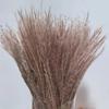 Cattail Dried Flower Bouquet - Preserved Flowers for Home Decor