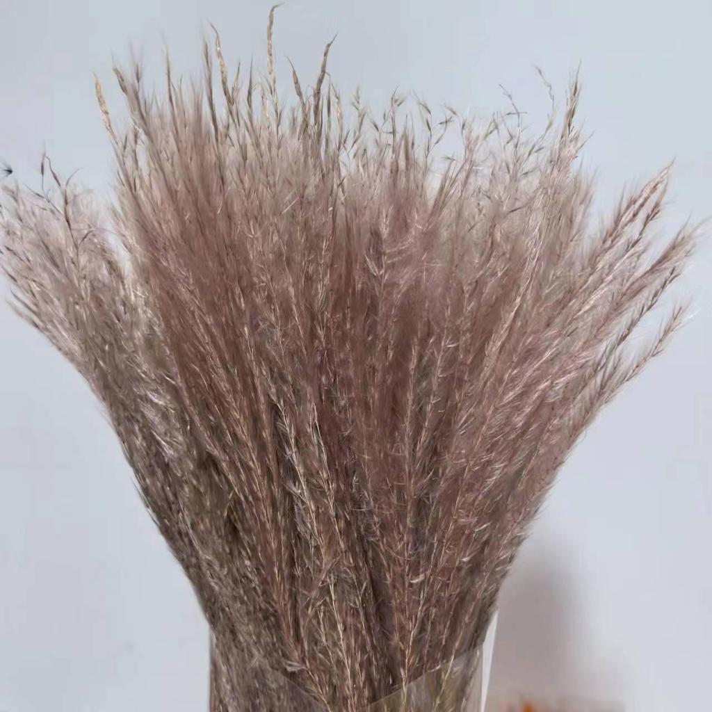 Cattail Dried Flower Bouquet - Preserved Flowers for Home Decor