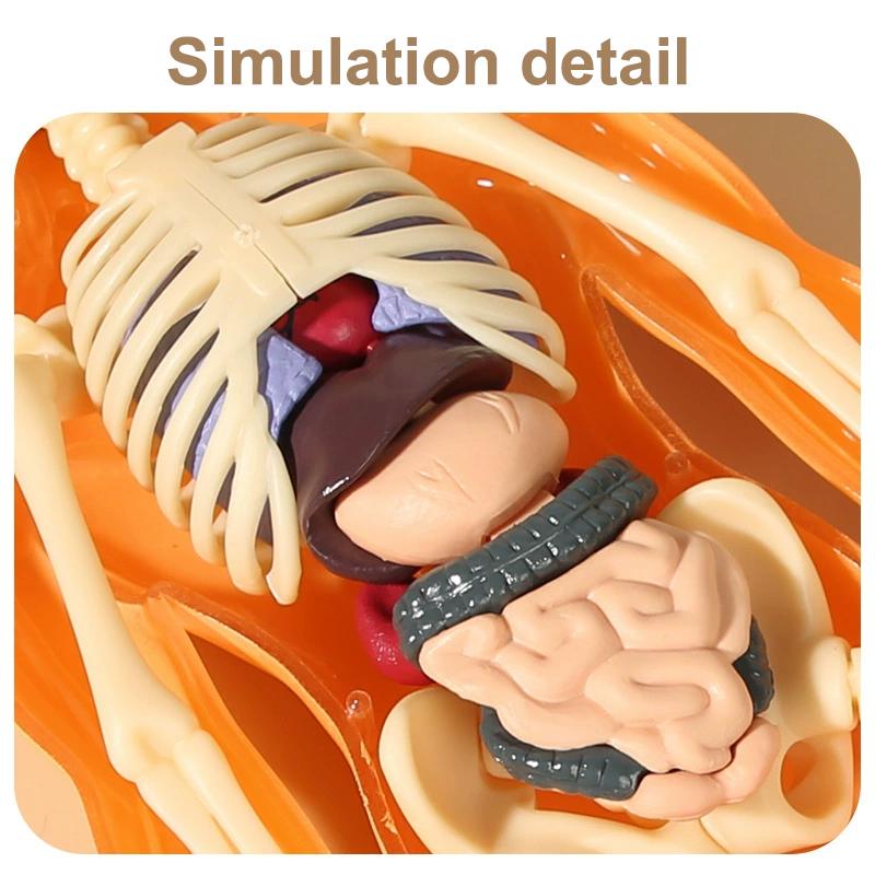 3D lidská kostra, anatomie orgánů, vědecký model, sada pro dětské tělesné vzdělávání, odnímatelné simulační modely pro kutily a sestavování orgánů