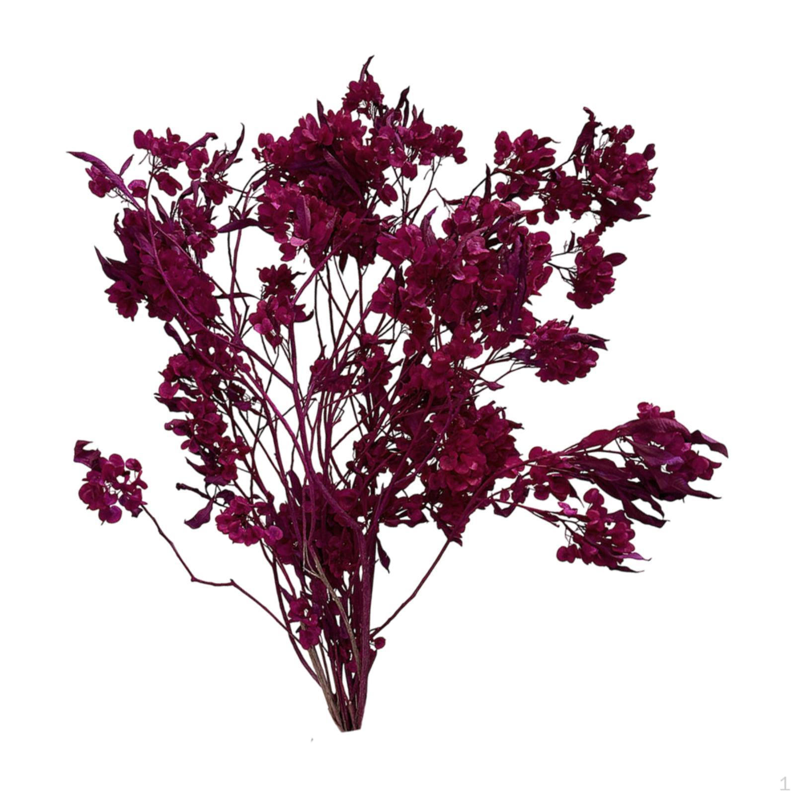 

Dodonaea Viscosa Композиция из сухоцветов для декора дома и офиса