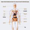 3D Human Skeleton Model Kit for Children's Educational Anatomy and Medical Teaching