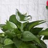 Plant Watering Bulbs Glass Self Watering Stakes Water Globe for Garden Patio Flower Pot Hanging