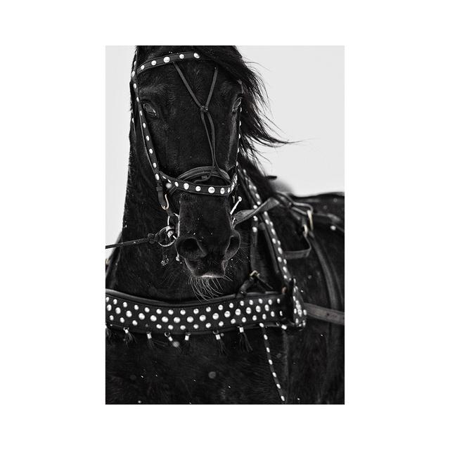 Black And White Animal Poster Horse Decoration Photo Print Picture Canvas Painting Wall Art Room Decor