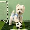 Mesh World Cup Pet Jersey Dog Football Shirt Breathable Cat Clothing National Team