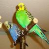Use on Cage Grinding Perch Natural T Shape Branch Parakeet Chewing Toy Bird Toy Parrot Stand Wood