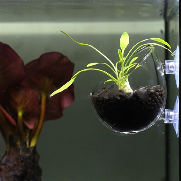 Clear Glass Plant Cups with Suction Cups Aquariums Landscaping